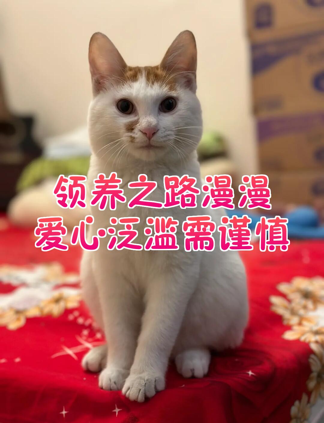 汉堡痛失胜利，保级之路漫漫(北京汉堡大赛冠军)